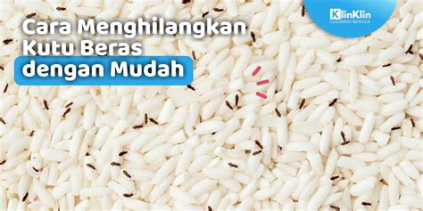 Cara Menghilangkan Kutu Beras Dengan Mudah Klinklin