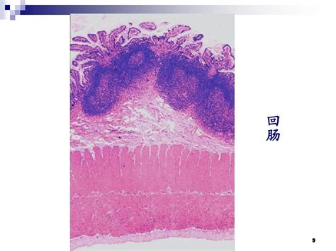 组织学与胚胎学切片图 Ppt课件word文档在线阅读与下载无忧文档