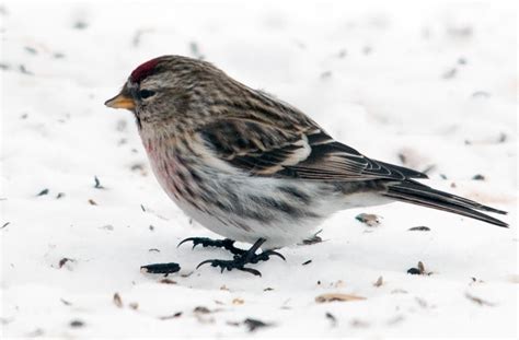 Me Boomer And The Vermilon River Hoary And Common Redpolls Of The