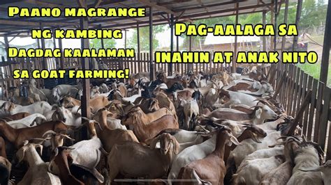 Diskarte Sa Pagre Range Ng Kambing Pag Aalaga Sa Inahin At Anak Nito