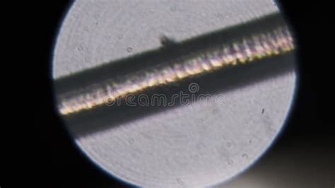 Human Hair Whole Mount Under Microscope 40x Against White Background