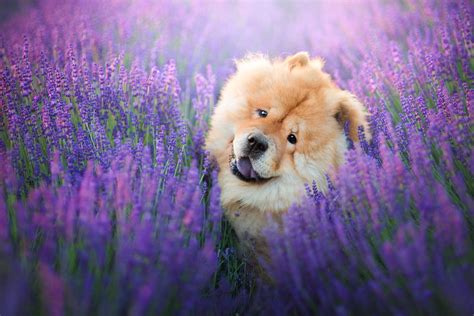 Dog Chow Chow Purple Flower Pet Dogs 1080p Lavender Flower Hd