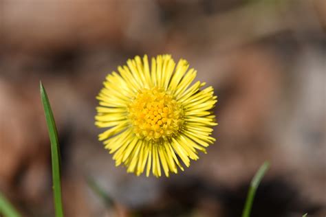 Free Images Nature Dandelion Petal Spring Botany Flora Yellow