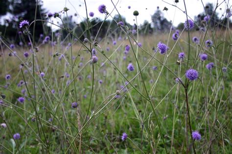 Purple Meadow Flowers Flowers Photography Meadow Flowers Meadow