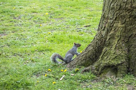 Squirrel In The Park Stock Image Image Of Leamington 99635553