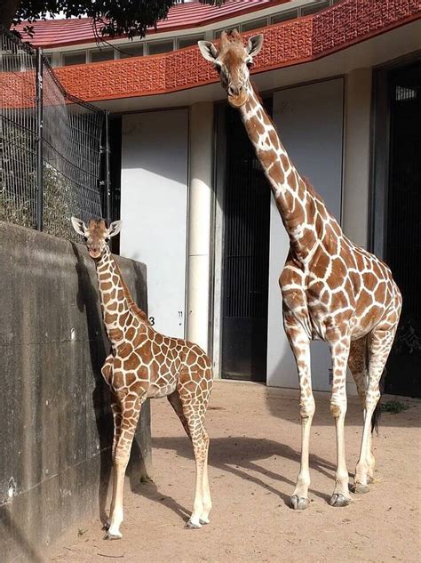 キリンの赤ちゃんの愛称投票が始まりました！ 金沢動物園40周年pj｜園の象徴、ゾウのボンとヨーコに給水装置を（横浜市立金沢動物園 2022