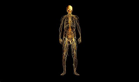 Who Is More Likely to Get Myoclonus? - StoryMD