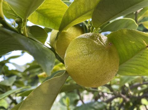 Fruits Of The Bergamot Orange Citrus X Bergamia Bergamotte Or