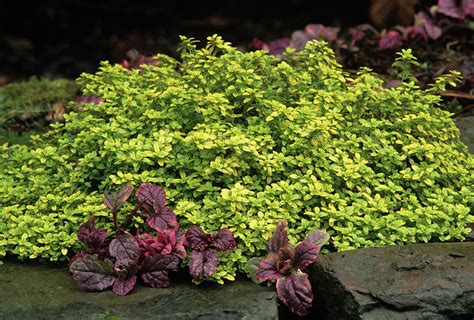 Thymus X Citriodorus Archers Gold Photograph By Archie Youngscience