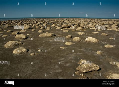 Coral On The Beach On St Martin S Island Bangladesh Stock Photo Alamy