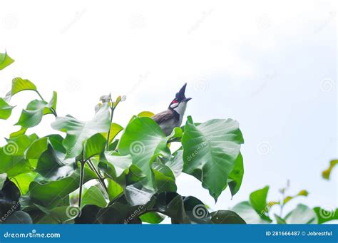 Tree Bird And Sky Or Red Whiskered Bulbul On Santol Tree Stock Image