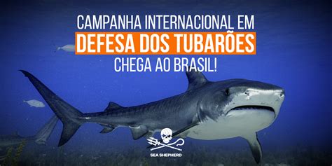 Campanha Internacional Shark Defence Da Sea Shepherd Global Chega No