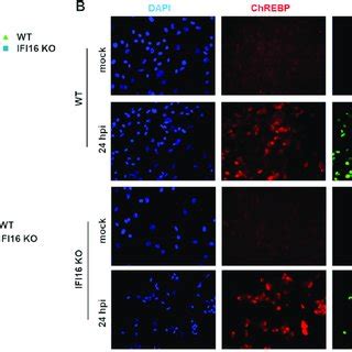 Interplay Between ChREBP And IFI16 A Representative Confocal Images