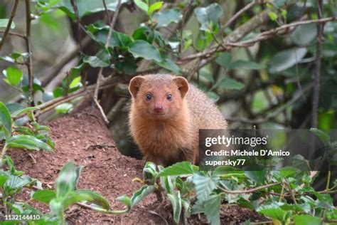 35 Slender Mongoose Stock Photos, High-Res Pictures, and Images - Getty Images