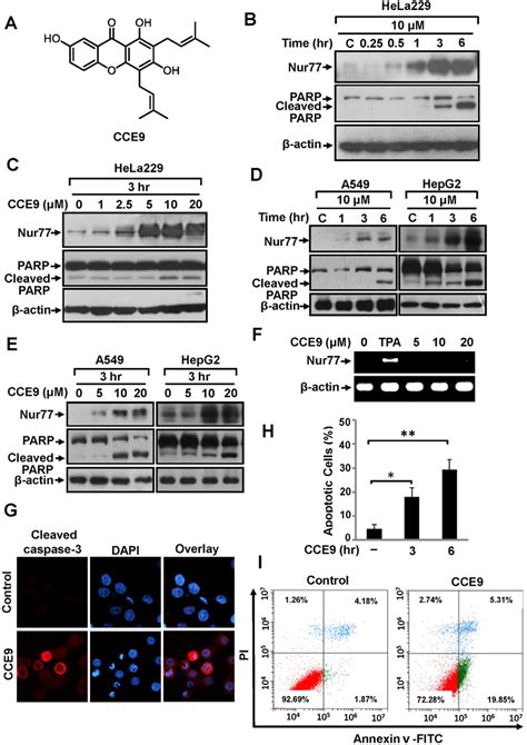 Cce9 Induces Nur77 Expression And Apoptosis A Structure Of Cce9 B