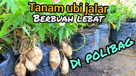 Cara Tanam Ubi Jalar Rambat Di Polybag Agar Berbuah Lebat YouTube