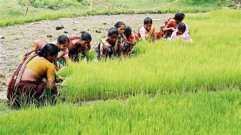 How Empowering Women Leads To Innovative Agricultural Practices Devex