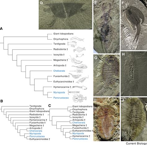 The Phylogeny And Evolutionary History Of Arthropods Current Biology