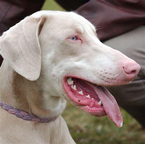 Cream And White Doberman Pinscher 1 Yo Florian Buckwheat Flickr