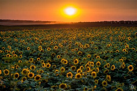 Sunflower Field Wallpapers - 4k, HD Sunflower Field Backgrounds on ...