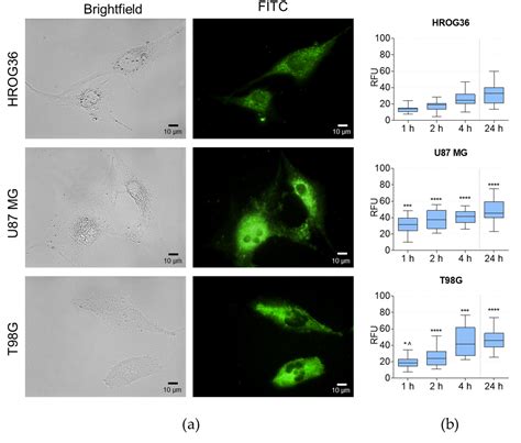 Cells Free Full Text Adipose Tissue Derived Stem Cell Extracellular