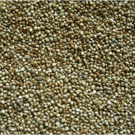 Health Benefits from millets Pearl Millet बजर Bajra Sajjalu