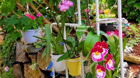 Top 100 Orquideas De Jardin Abzlocal Mx