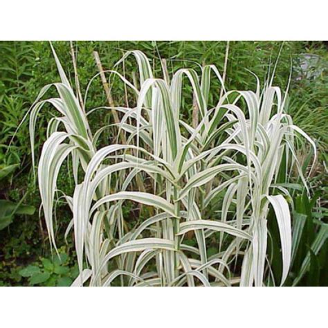 Arundo Donax Variegata [versicolor]