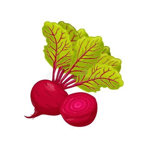 Sugar Beets Stock Illustrations 471 Sugar Beets Stock Illustrations