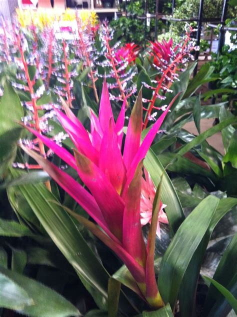 Pink and purple lovely bromeliads! | Color healing, Bromeliads, Color