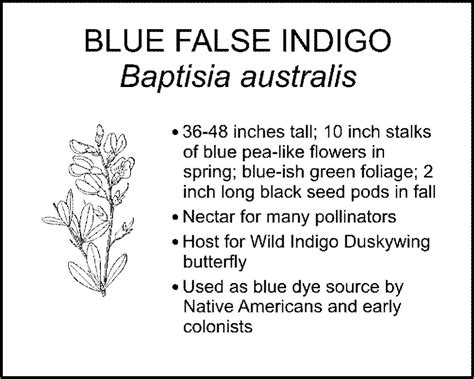 BLUE FALSE INDIGO - Smart Garden Signs