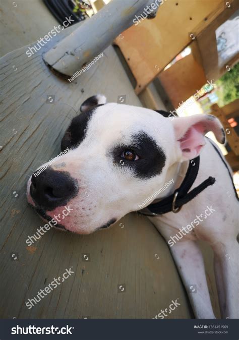 British Pitbull Terrier Stock Photo 1361451569 | Shutterstock