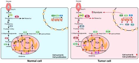 Ijms Free Full Text Harnessing Metabolic Reprogramming To Improve