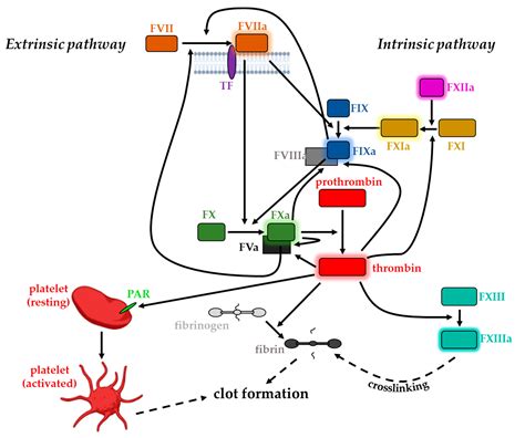 Intrinsic Pathway Coagulation Cascade