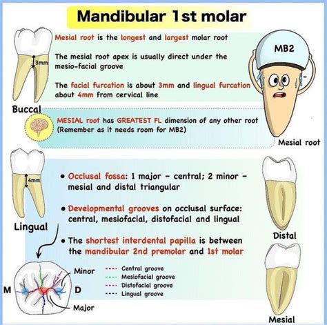 Mandibular St Molar Medizzy