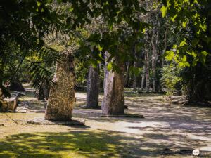 Calakmul Spektakul Re Maya Ruinen Mitten Im Dschungel