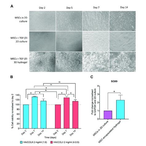 The Cell Morphology Viability And NP Phenotypic Markers Of HWJ MSCs