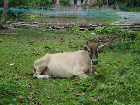 Cow Village Cattle Free Photo On Pixabay Pixabay