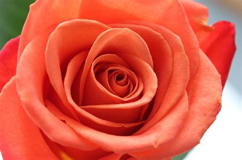 Rose Flower Plant Free Photo On Pixabay Pixabay
