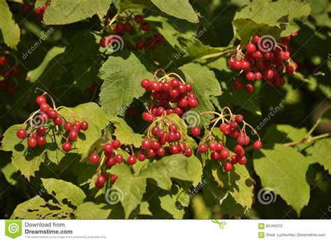 Manojos Maduros De Viburnum Rojo Foto De Archivo Imagen De Hoja