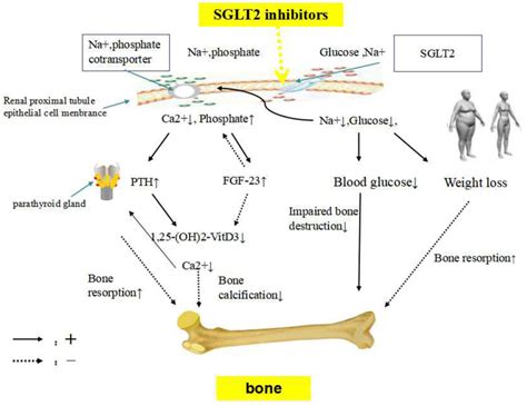 Frontiers Effect Of Sodium Glucose Co Transporter 2 Inhibitors On Bone Metabolism And Fracture