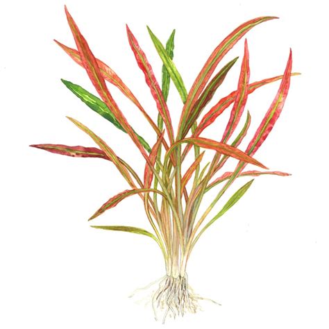 Cryptocoryne Spiralis Red Tropica