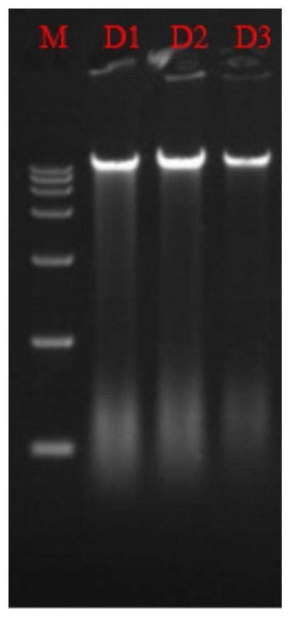 一种滤膜微生物dna提取裂解液、试剂盒及提取方法和应用与流程