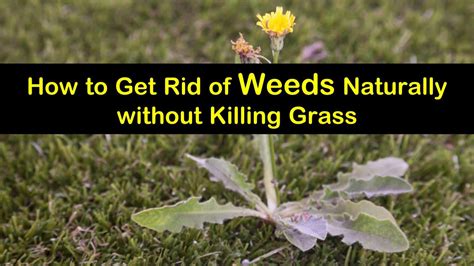 Natural Ways To Kill Weeds But Keep The Grass