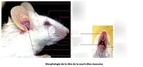 Morphologie de la tête de la souris Diagram Quizlet