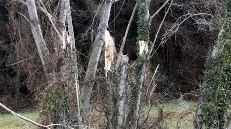 Muere Una Mujer Al Caerle Encima La Rama De Un árbol En Castellar De Nhug