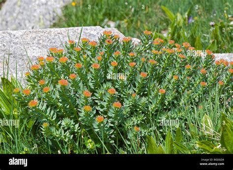 Golden Root Rhodiola Rosea Gran Paradiso National Park Valle D Aosta Italy Europe Stock