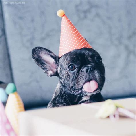 Happy Birthday Images With French Bulldog💐 — Free Happy Bday Pictures