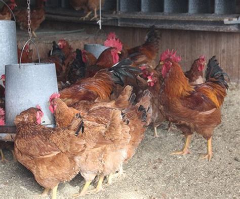 New Hampshire Chicken New Hampshire Red Freedom Ranger Hatcheries