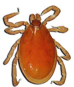 ticks ixodes